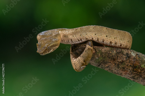 Brongersma's pit viper snake Trimeresurus or Craspedocephalus brongersmai, native to Mentawai islands, natural bokeh background photo