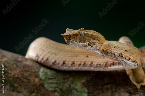 Brongersma's pit viper snake Trimeresurus or Craspedocephalus brongersmai, native to Mentawai islands, natural bokeh background