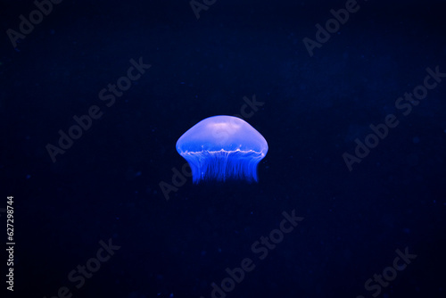 eine leuchtende Qualle schwimmt nach oben