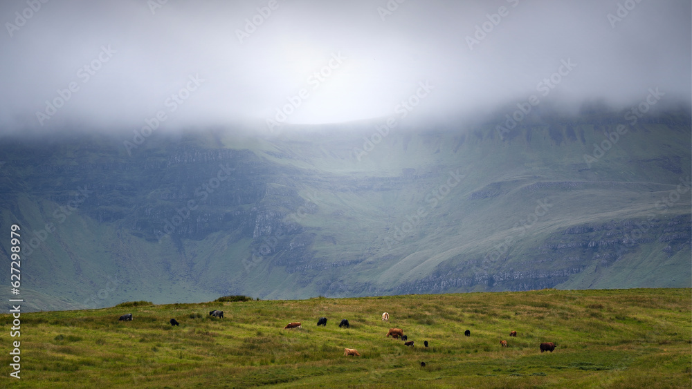 Kühe grasen vor einer gewaltigen wolkenverhangenen Bergkette in Schottland