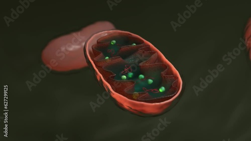 3D render, Cells Mitochondrion typical components cut-out, Mitochondria. photo