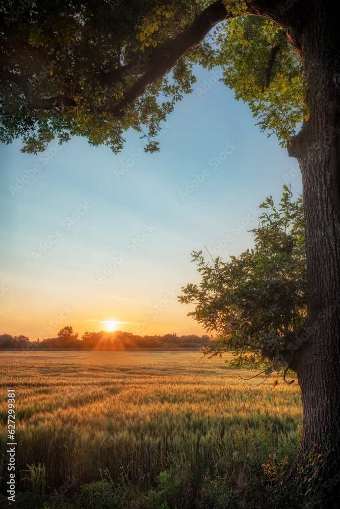 ein Getreidefeld während des Sonnenuntergangs ein Getreidefeld während des Sonnenuntergangs