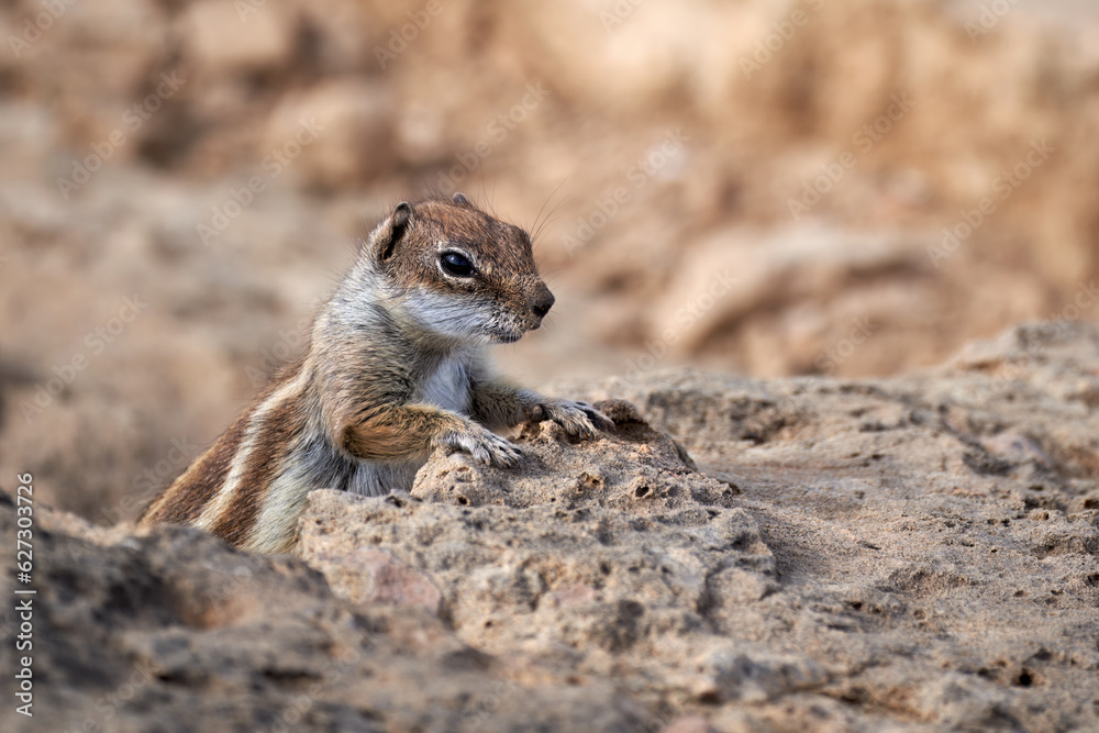 Atlashörnchen (Atlantoxerus getulus) schaut über einen Felsen in Costa Calma, Fuerteventura, Kanarische Inseln Atlashörnchen (Atlantoxerus getulus) schaut über einen Felsen in Costa Calma, Fuerteventura, Kanarische Inseln
