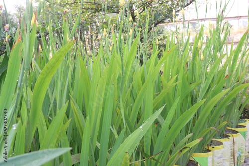 Bilde på lerret Yellow Tall Bearded Iris Flower plant on farm