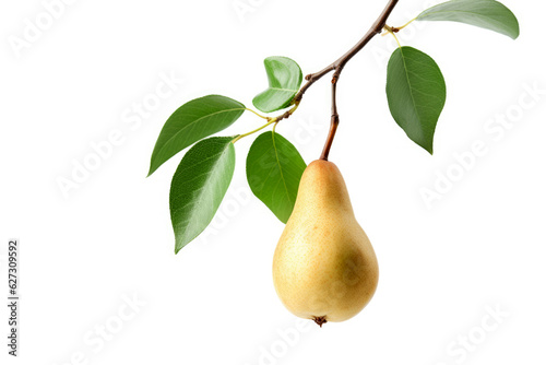 A succulent pear on a branch with leaves isolated on white background. photo