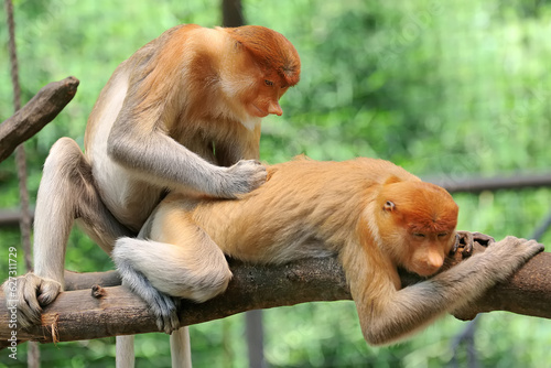 Bekantan (Nasalis larvatus) is a kind of long-nosed monkey with brown hair. This unique monkey inhabits the island of Borneo, Indonesia. photo