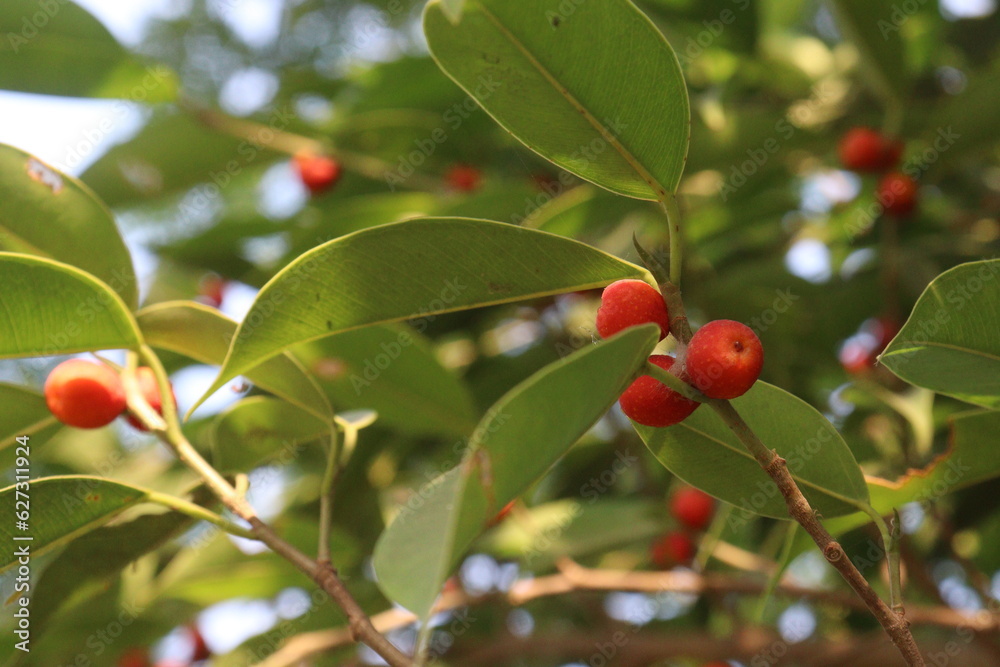 red olive berry on tree in farm