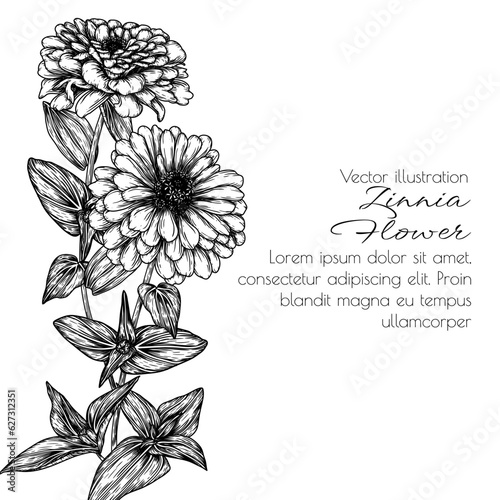 Fotografi Vector illustration of zinnia flower in engraving style