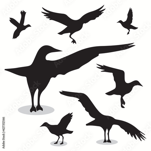 Albatross silhouettes and icons. Black flat color simple elegant Albatross animal vector and illustration. © Charlie