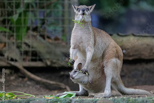An Eastern hare wallaby mother is looking for food while holding her baby in a pouch on her belly. This marsupial has the scientific name Lagorchestes leporides.  photo