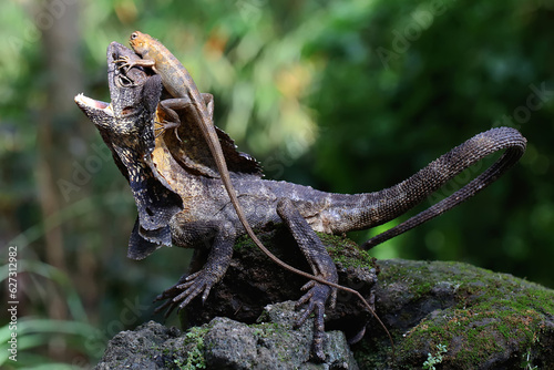 Soa Payung (Chlamydosaurus kingii), also known as the frilled lizard or frilled dragon, is showing a threatening expression. photo