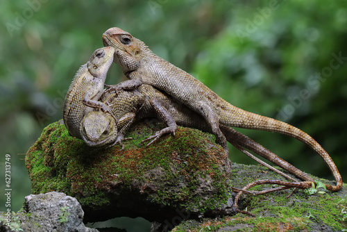 A mother hen is playing with her newly hatched babies while incubating her eggs. This animal has the scientific name Gallus gallus domesticus.