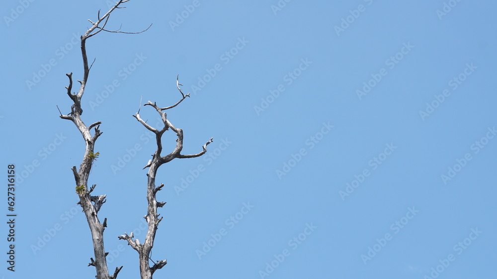 dry teak branches with blue sky background. no people. copy space dry teak branches with blue sky background. no people. copy space