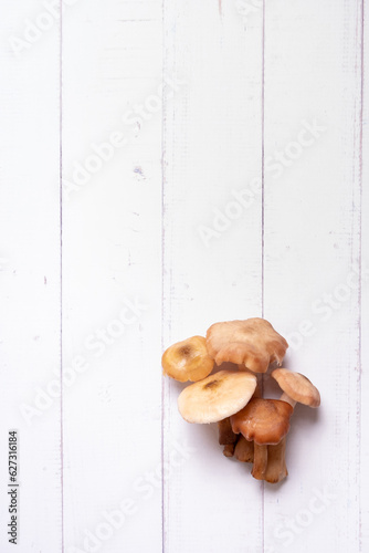 Honey fungi mashroom on a wooden background top view