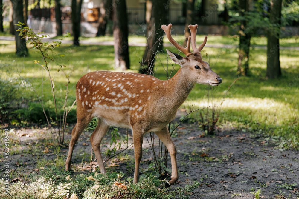 Wild dappled deer walking among forest.