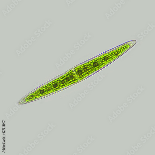 Closterium sp. is a living Green alga consisting of two semi-cells. Closterium sp. are found in drains, ponds, slow streams and stagnant water photo