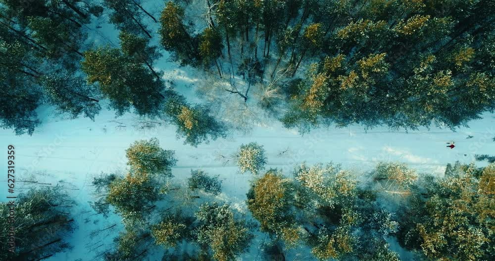 aerial view of fabulous pine forest in winter and walking pair on snowed road, 4K, Prores