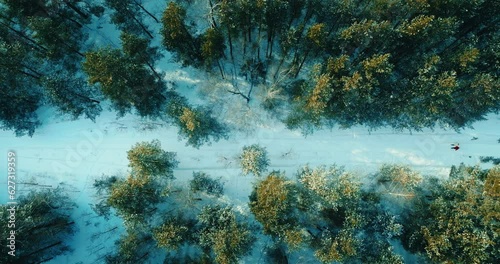 aerial view of fabulous pine forest in winter and walking pair on snowed road, 4K, Prores