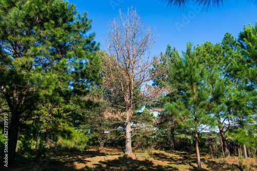Dead Pine tree among living ones at Ronda Municipal Park in Sao Francisco de Paula  South of Brazil