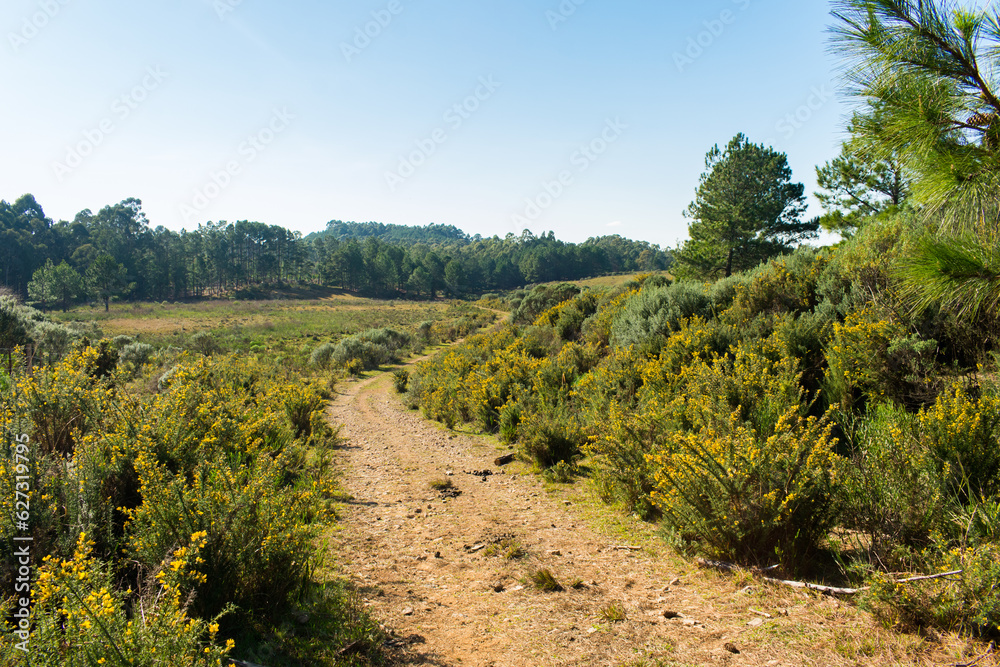 Dirt road at Ronda Municipal Park in Sao Francisco de Paula, South of Brazil