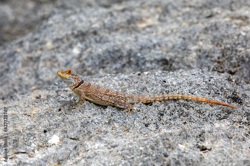 Cuvier's Madagascar swift (Oplurus cuvieri), knows as Madagascan collared iguana or iguanid lizard. Endemic species of lizard in the family Opluridae. Tsingy de Bemaraha, Madagascar wildlife animal Cuvier's Madagascar swift (Oplurus cuvieri), knows as Madagascan collared iguana or iguanid lizard. Endemic species of lizard in the family Opluridae. Tsingy de Bemaraha, Madagascar wildlife animal