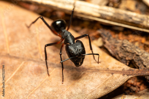 Carpenter ants (Camponotus gibber) large endemic ant indigenous to many forested parts of the world. Species endemic to Madagascar. Ambalavao, Madagascar wildlife animal © ArtushFoto