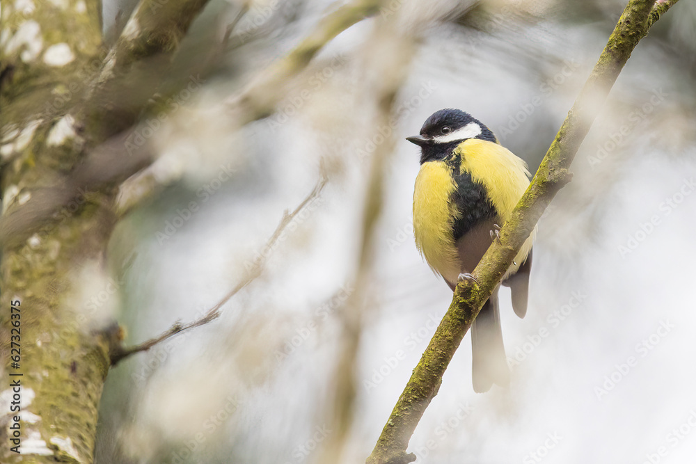 Great Tit in a tree Great Tit in a tree