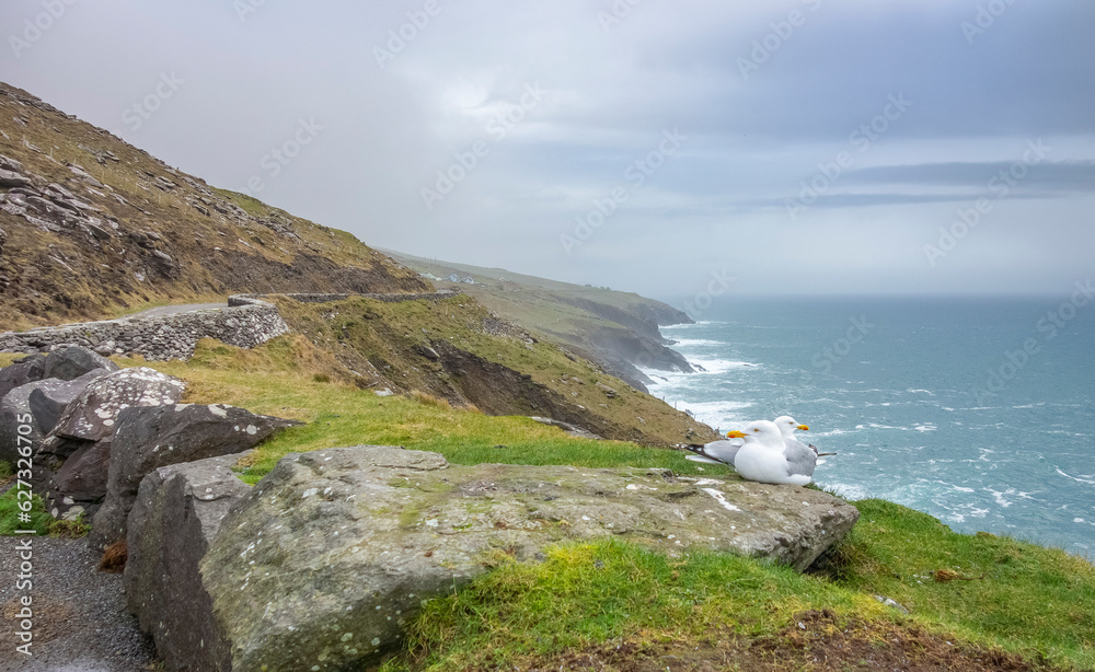 Seagulls at the coast Seagulls at the coast
