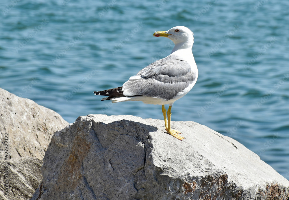 Seagull on a rock next to the sea Seagull on a rock next to the sea