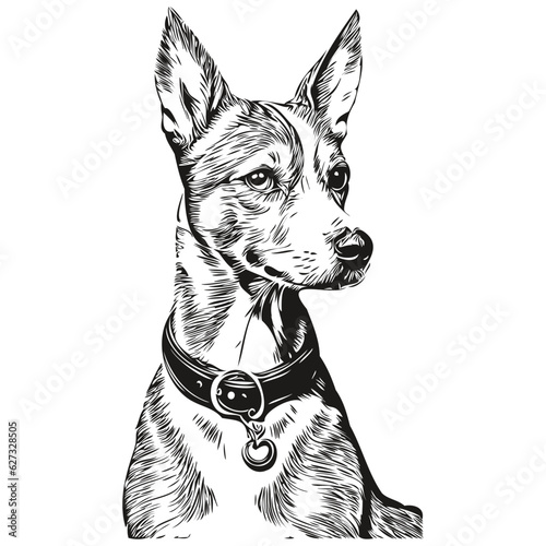 American Hairless Terrier dog ink sketch drawing, vintage tattoo or t shirt print black and white vector sketch drawing