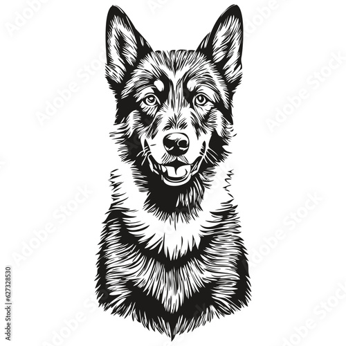 Beauceron dog pet sketch illustration, black and white engraving vector