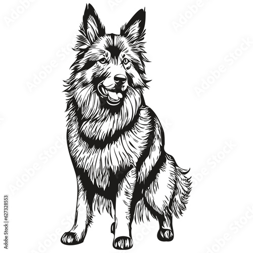 Belgian Tervuren dog vector graphics, hand drawn pencil animal line illustration realistic breed pet