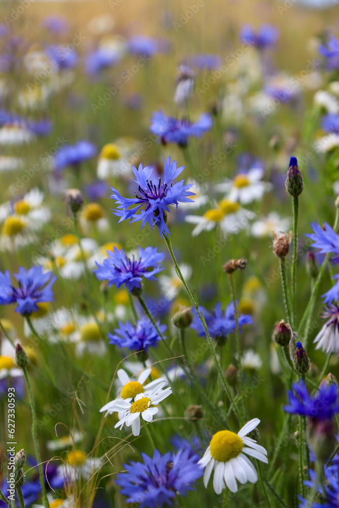 Large field of daisies and cornflowers