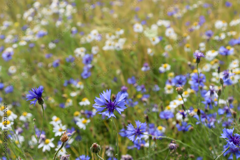 Large field of daisies and cornflowers