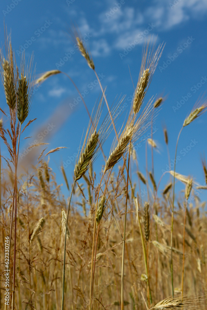 Beautiful spikelets of wheat against the blue sky Beautiful spikelets of wheat against the blue sky