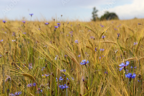 Field of blue cornflowers in wheat