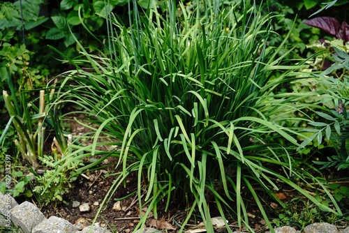 Garlic chives plant growing in garden