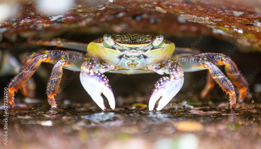 crab hiding under a rock