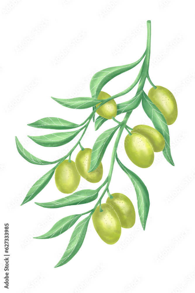 green olives with leaves. Hand drawing wattercolour png with transparent background