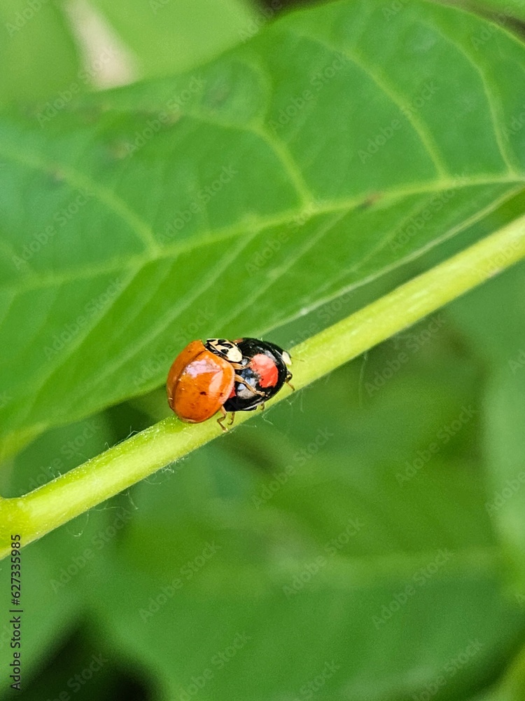 Two ladybugs on a green leaf on a hot and sunny summer day. Insect breeding Two ladybugs on a green leaf on a hot and sunny summer day. Insect breeding