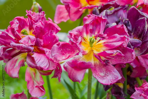 Colorful spring meadow with pink tulip chato and purple colour burst flowers - close up. Nature, floral, blooming and gardening concept