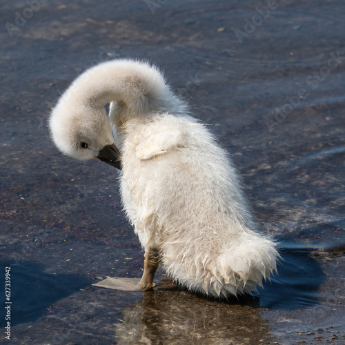  baby swan cygnet swimming
