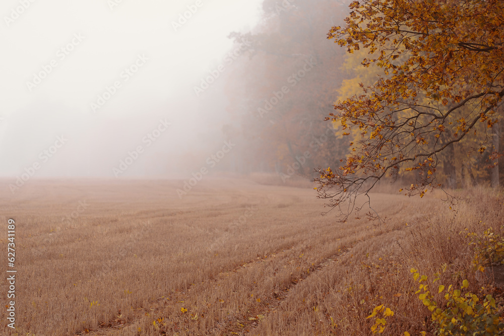 Moody fall background with trees in mist, copy space