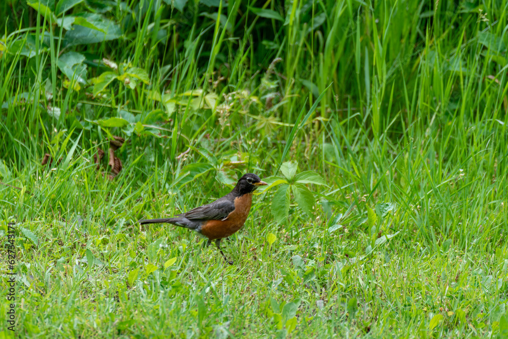 A Robin In The Grass In Summer A Robin In The Grass In Summer