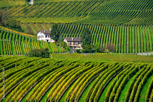 Aubonne near Fechy, district of Morges, canton Vaud, Switzerland, Europe - landscape with vineyards patterns in autumn, harvest time