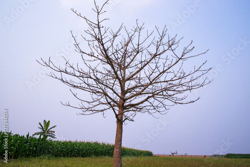 Lonely Bombax ceiba tree  in the field under the blue sky