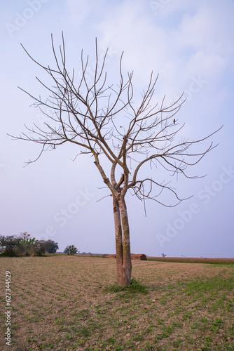 Lonely Bombax ceiba tree  in the field under the blue sky