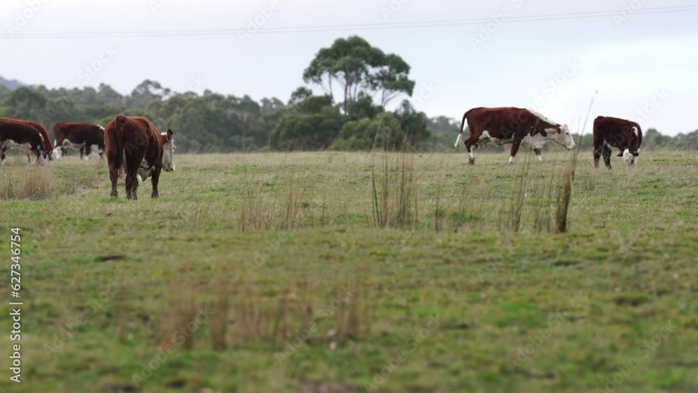 hereford cows in australia in a paddock grazing on grass hereford cows in australia in a paddock grazing on grass