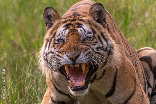 Tiger of Bandhavgarh National Park photo