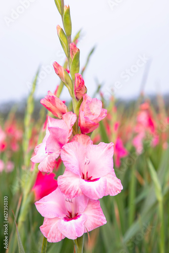 Beautiful Pink Gladiolus flowers in the field. Selective Focus